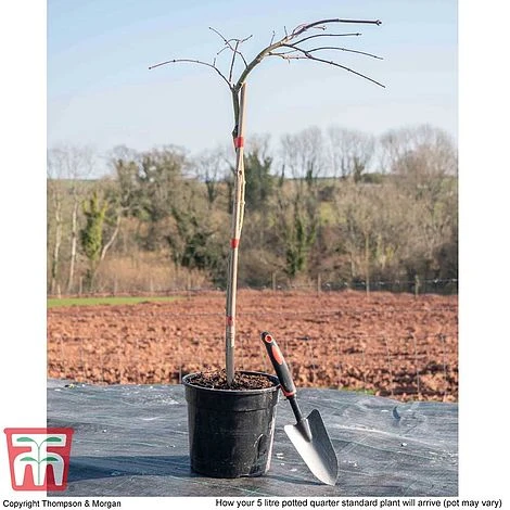 Acer Palmatum 'Inaba-shidare' - Image 3