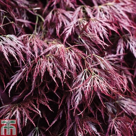 Acer Palmatum 'Garnet' - Image 2