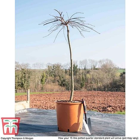 Acer Palmatum 'Garnet' - Image 4