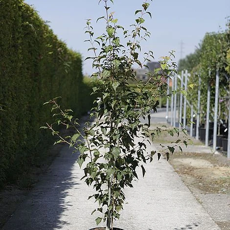 Acer Davidii - Image 2