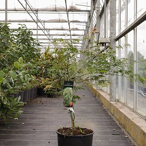 Acer Pseudosieboldianum 'Ice Dragon' - Image 2