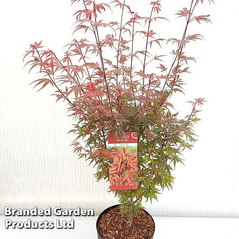 Acer Palmatum 'Shaina' - Image 6