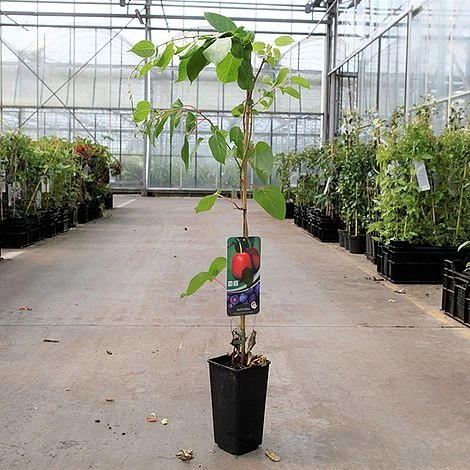 Kiwi 'Ken's Red' - Image 2