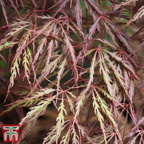Acer Palmatum 'Crimson Queen' - Image 2