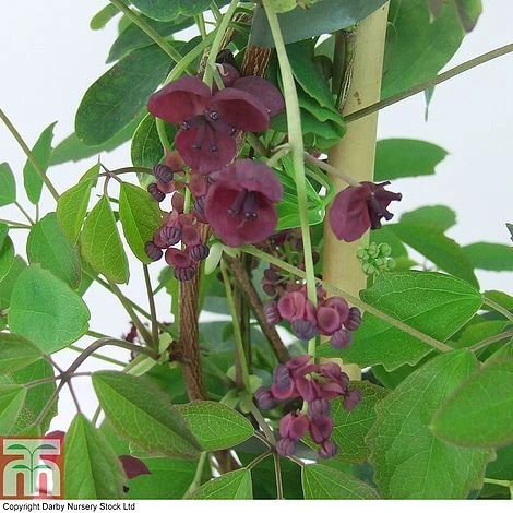 Akebia Quinata - Image 4