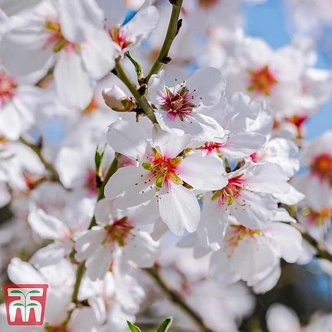 Almond 'Robijn' - Image 2