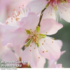 Almond (Prunus) 'Ingrid'