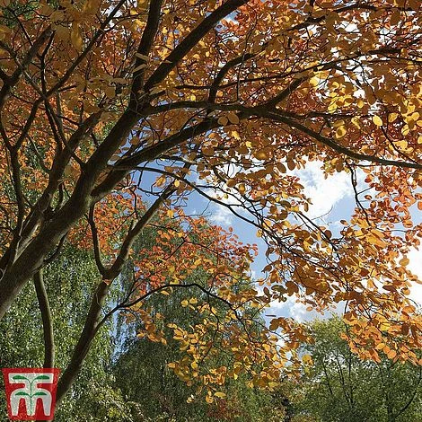 Amelanchier Lamarckii - Image 2