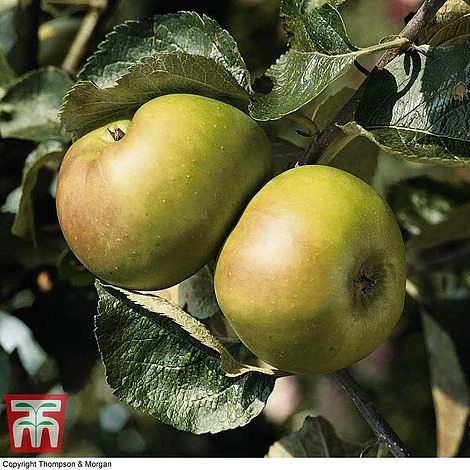 Apple 'Bramley's Seedling' - Image 3