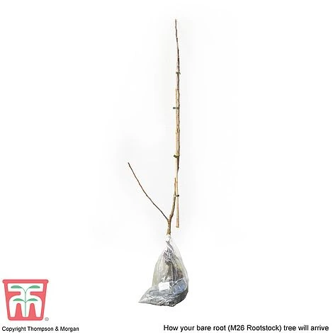 Apple 'Bramley's Seedling' - Image 6