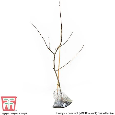 Apple 'Bramley's Seedling' - Image 8