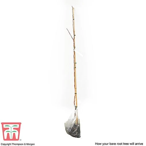 Crab Apple 'Red Sentinel' - Image 3