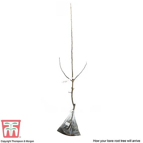 Crab Apple 'John Downie' - Image 3