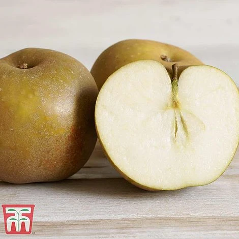 Apple 'Egremont Russet' - Image 2