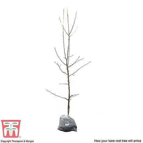 Apple 'Red Falstaff' - Image 4