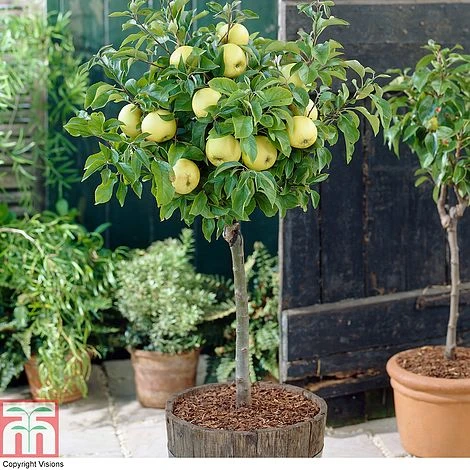 Apple 'Golden Delicious' (Mini Fruit Tree)