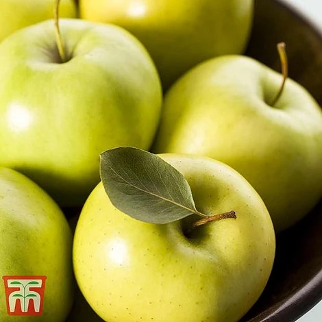 Apple 'Golden Delicious' (Mini Fruit Tree) - Image 3