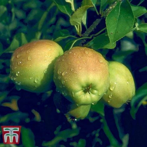 Apple 'Golden Delicious' (Mini Fruit Tree) - Image 4