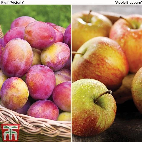 Apple & Plum Duo