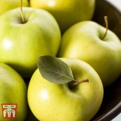Apple 'Golden Delicious'