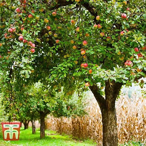 Apple 'Blenheim Orange' - Image 2