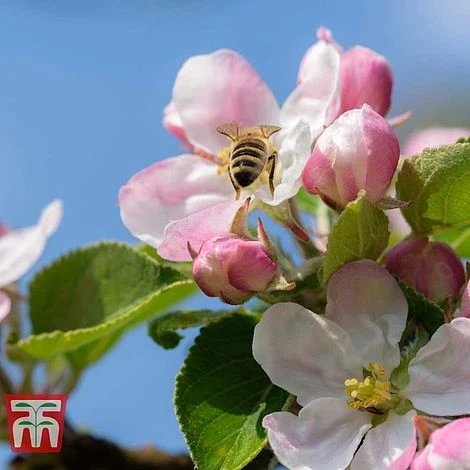 Apple 'Blenheim Orange' - Image 3