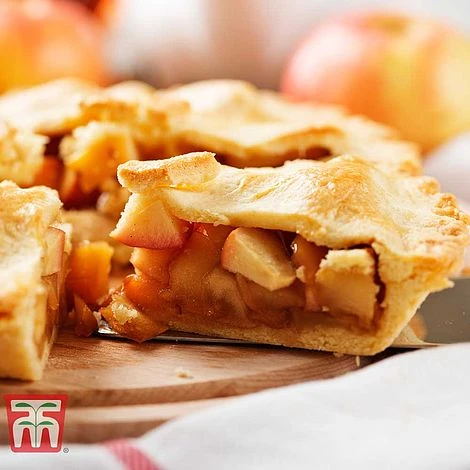 Apple 'Blenheim Orange' - Image 4