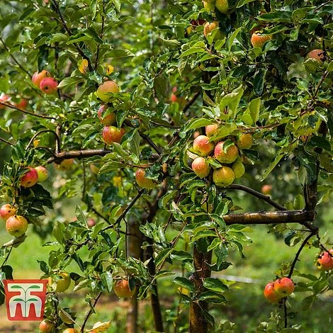 Apple 'Christmas Pippin' - Image 2