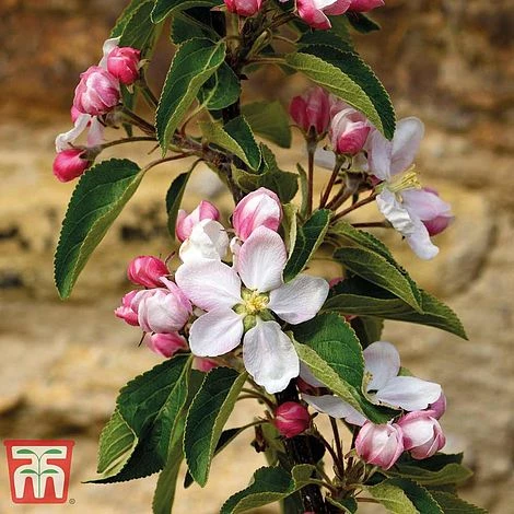 Apple 'Ellison's Orange' - Image 2