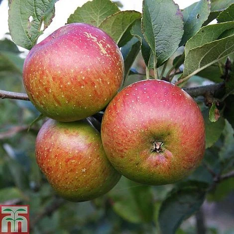 Apple 'Lord Lambourne' - Image 2