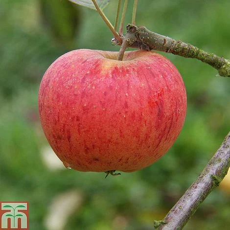 Apple 'Paradice Gold' - Image 2