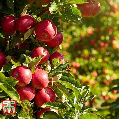 Apple 'Paradice Gold'