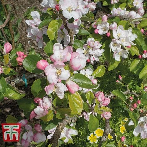 Apple 'Red Devil' - Image 2