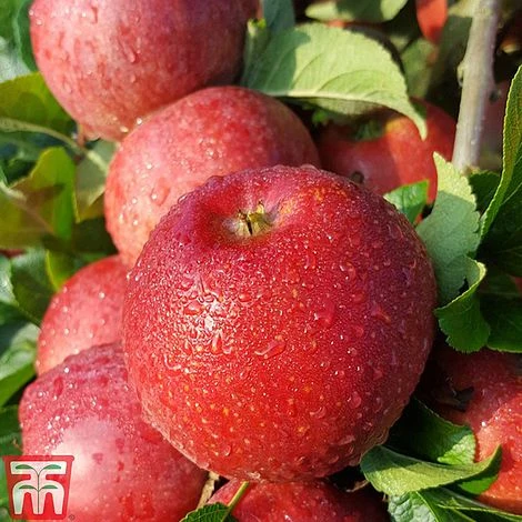 Apple 'Red Windsor'