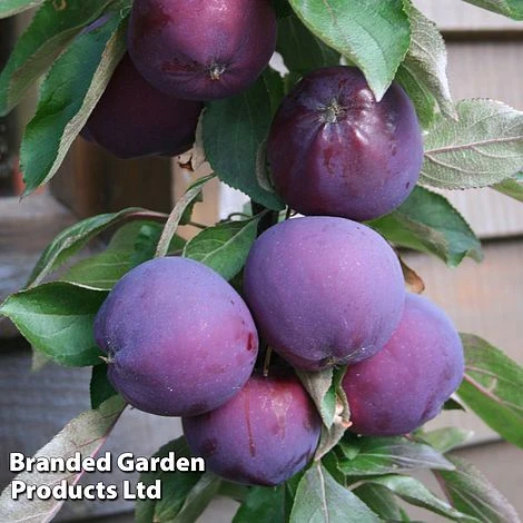 Apple Columnar 'Purple Haze' ® - Image 7