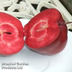 Apple Columnar 'Purple Haze' &reg;