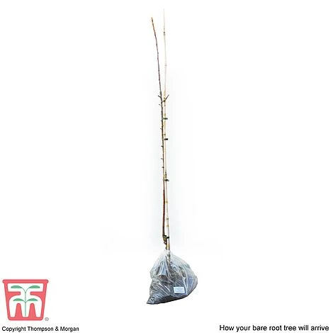 Apple 'Spartan' - Image 3