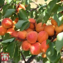 Apricot 'Tomcot'