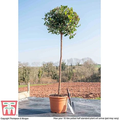 Arbutus Unedo - Image 5