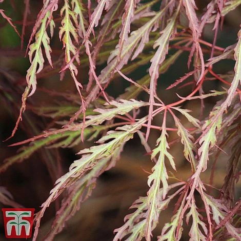 Acer Palmatum 'Crimson Queen' - Image 3