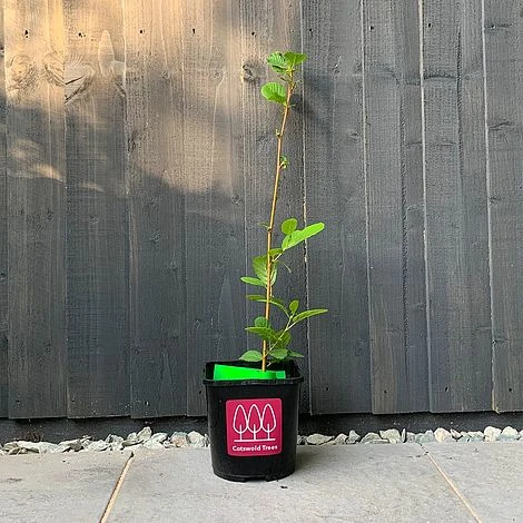 Alder Tree (Alnus Glutinosa) Grown By Cotswold Trees - Image 3