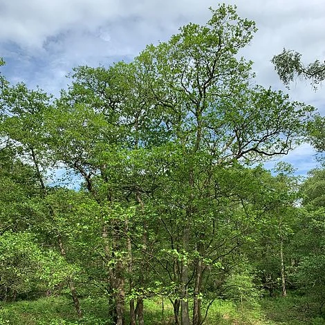 Alder Tree (Alnus Glutinosa) Grown By Cotswold Trees