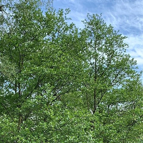 Alder Tree (Alnus Glutinosa) Grown By Cotswold Trees - Image 2