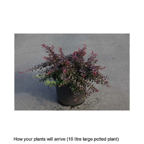 Berberis Thunbergii 'Cabernet' - Image 2