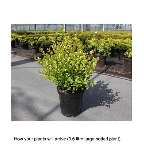 Betula Nana 'Golden Treasure' - Image 2