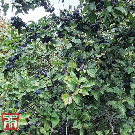 Blackthorn (Hedging) - Image 6