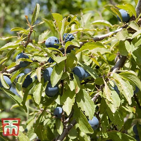 Blackthorn (Hedging) - Image 2