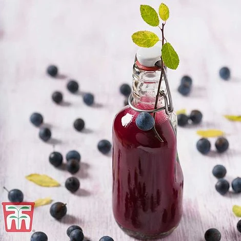 Blackthorn (Hedging) - Image 7