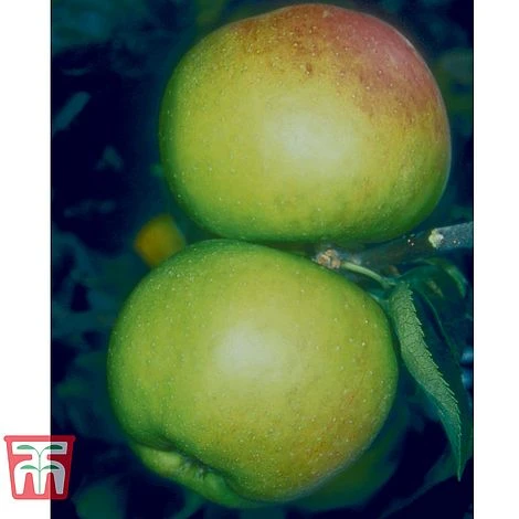 Apple 'Blenheim Orange' - Image 5