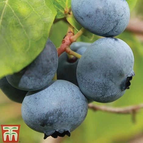 Blueberry 'Brigitta' (Late Season) - Image 2